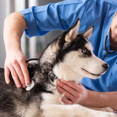 Médicos Veterinários